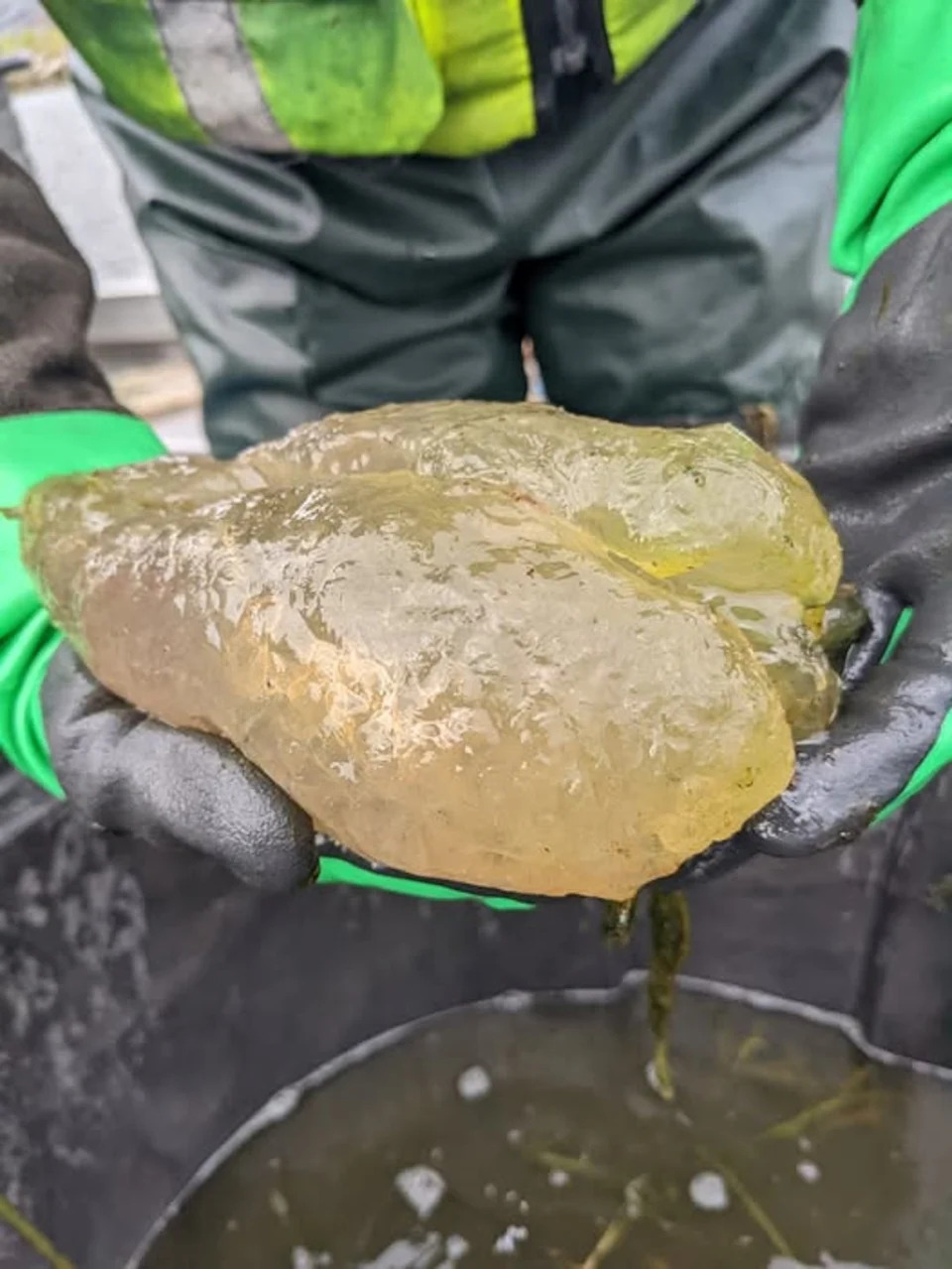 US Fish and Wildlife Service officials shared a photo of the bryozoan colony recently found in Michigan’s Lake Huron. (U.S. Fish and Wildlife Service)