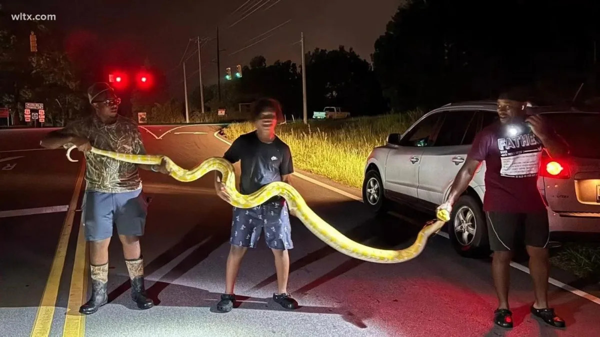 Watch: 12-foot python captured after weeks on the loose in South Carolina