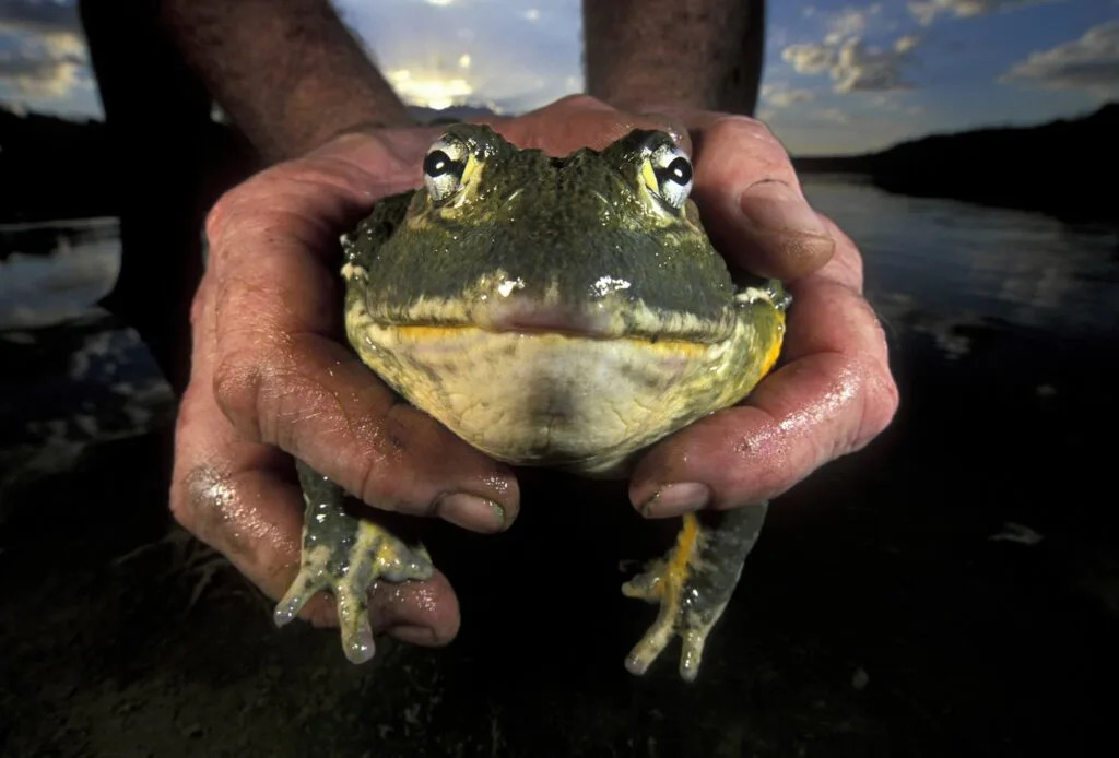 In Louisiana, you can now take your gun while frogging at night