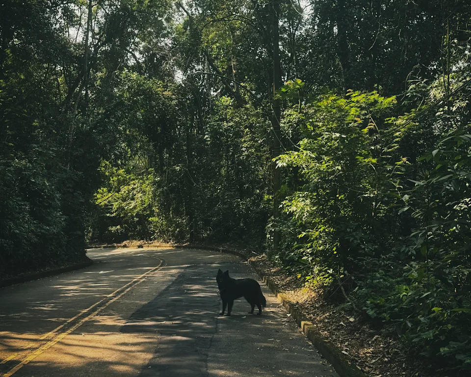 A dog stands on a quiet, winding road surrounded by thick, green forest