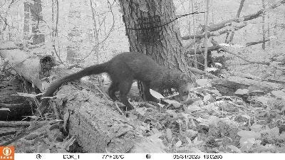 Fisher found in Kent is biggest ever collected in Ohio. How large? More on rare animal