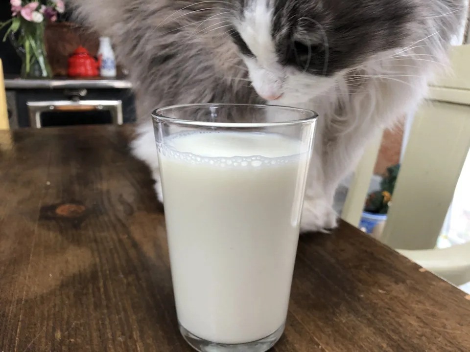 Official drink: Milk.