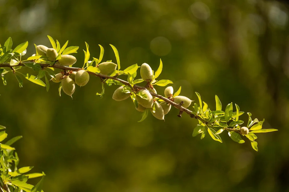 CERES, CA - APRIL 09: Almonds ripen on a tree on Wednesday, April 9, 2025 in Ceres, CA.