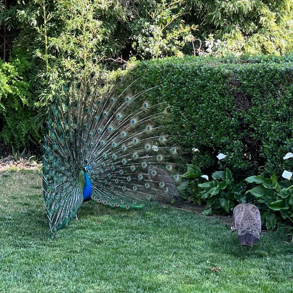 A peacock at the Ryde Hotel in Walnut Grove, California. The majority of the peacocks disappeared in July 2025 and since then, staff members have been holding out hope that they're found.