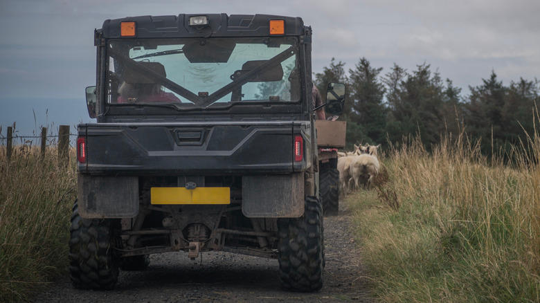 An enclosed UTV on a rural lane, herding animals.