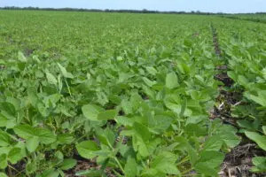 Soybeans grow in a Richland County, North Dakota, field on July 10, 2025. (Photo by Jeff Beach/North Dakota Monitor)