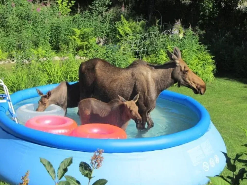 Three moose standing in a backyard inflatable pool with colorful rings