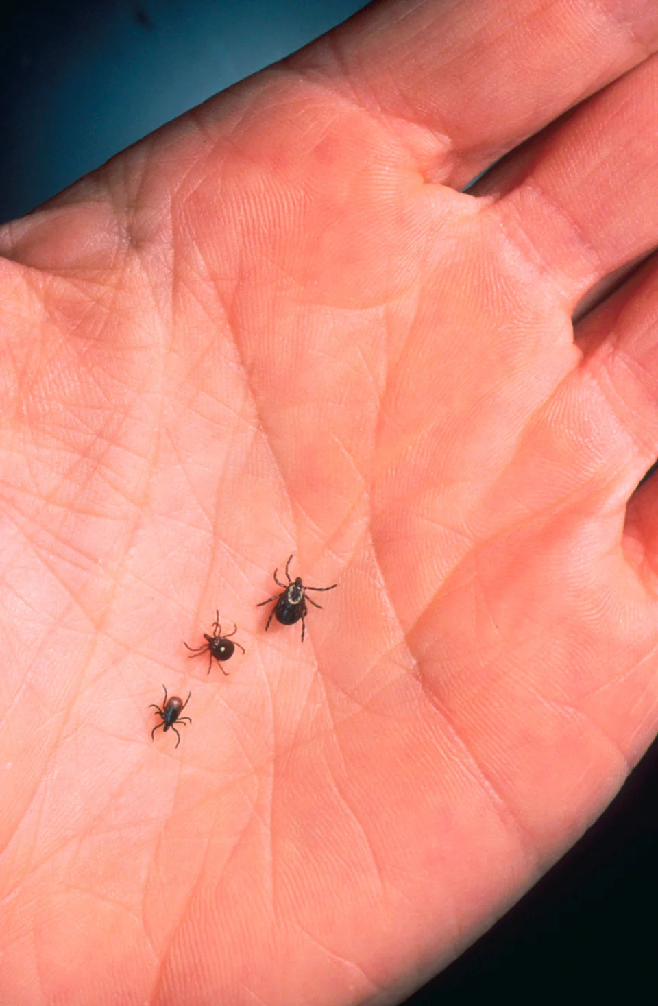 A close up of an adult female deer tick, dog tick, and a lone star tick.