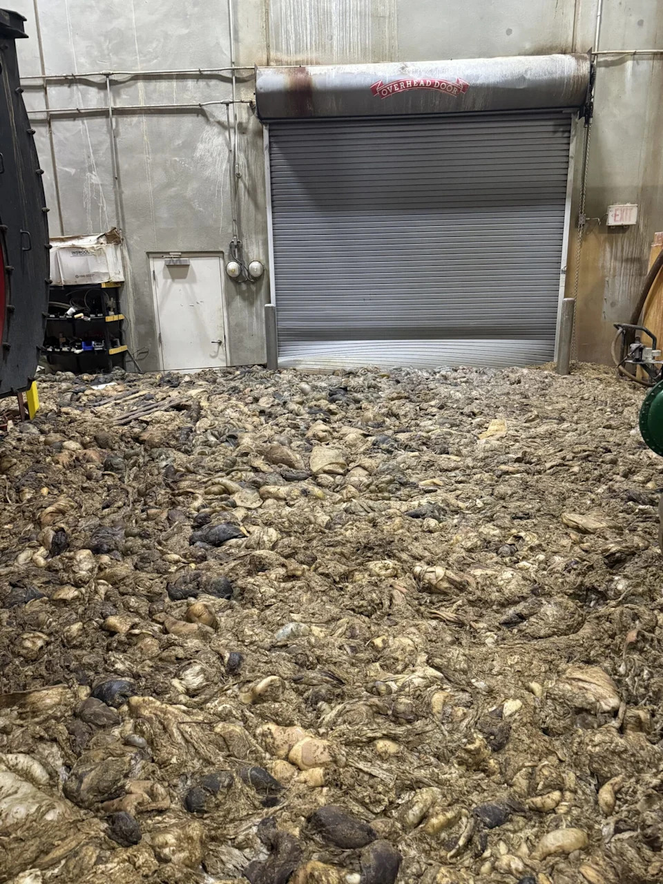 At an Iowa pork plant, piles of dead pigs and wafting sulphur dioxide