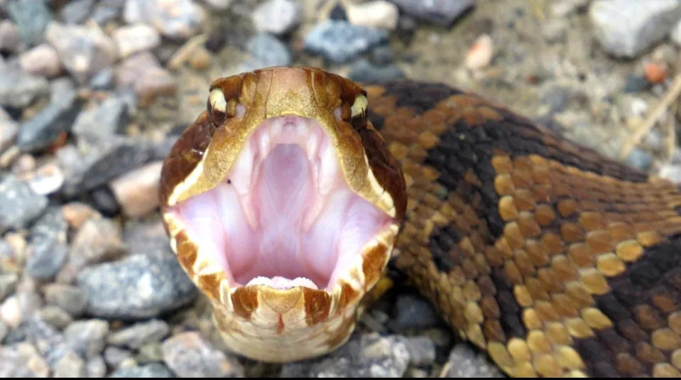 Commonly found in aquatic areas, the cottonmouth is the most venomous snake found in Tennessee.