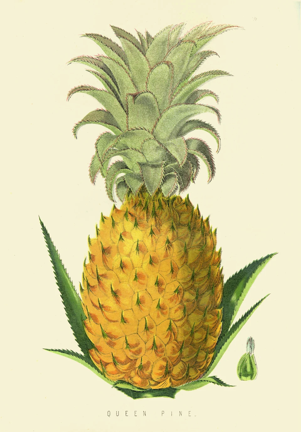 Pineapple fruit illustration from 1874 from "The New Practical Gardener" and "Modern Horticulturist."