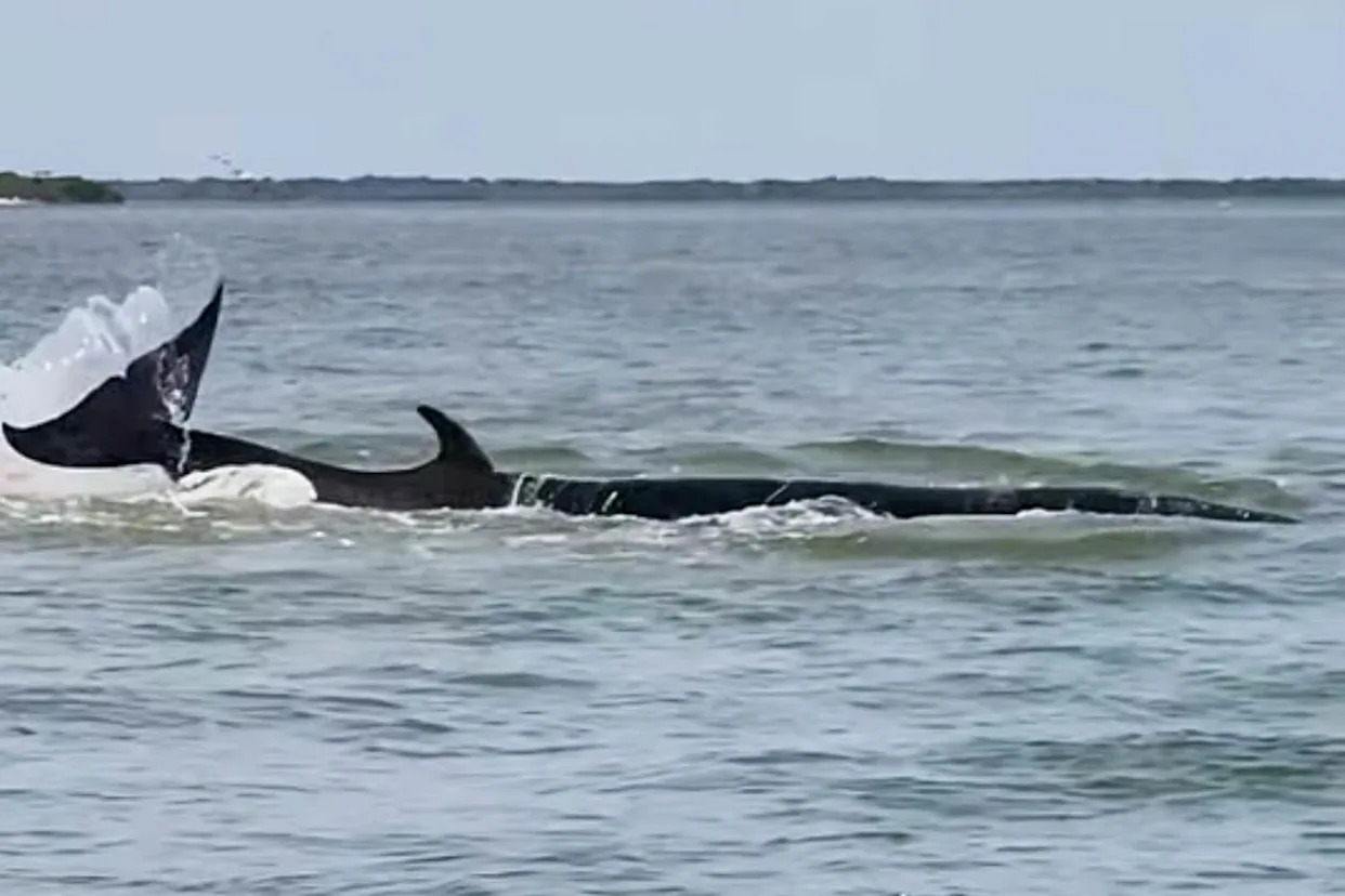 Whale dies at Jersey Shore after colliding with boat, officials say