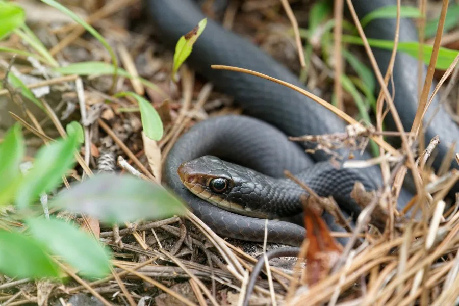 A black racer snake warms itself in the afternoon sun in Florida. (mlharing | Getty Images)