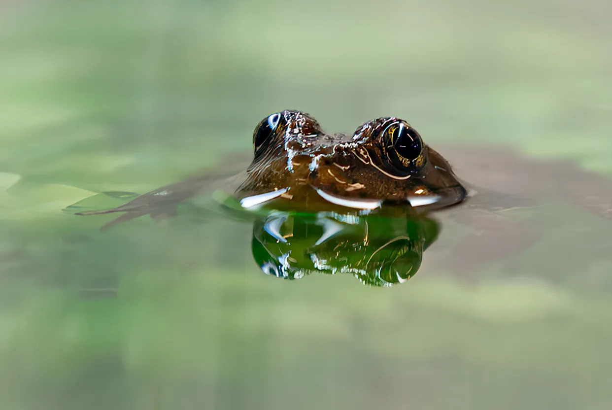 Why are frogs being released at a national park site in California?