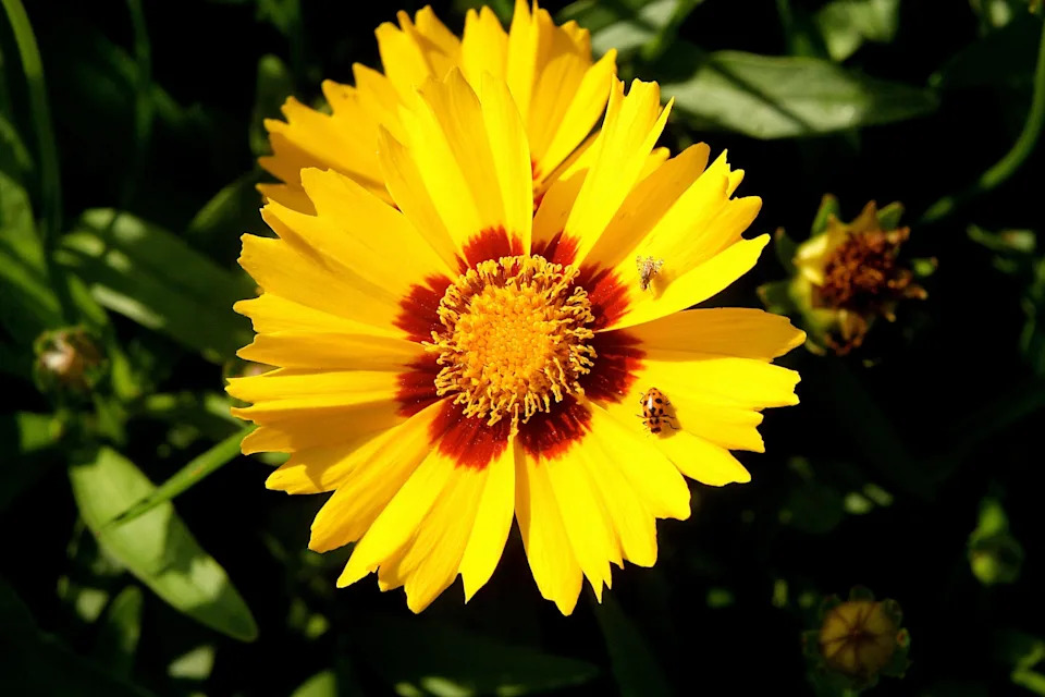 Florida's state wildflower, the coreopsis, can be seen blooming throughout the year. These colorful flowers attract pollinators and other beneficial insects which help control mosquito populations.