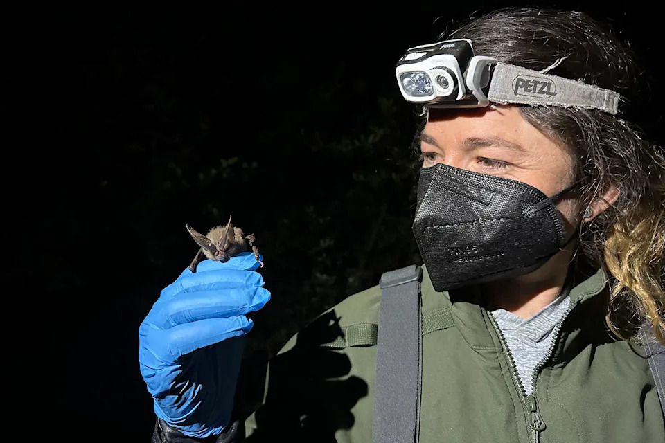 SJ Joslin with a Townsend's big-eared bat. (Courtesy SJ Joslin)