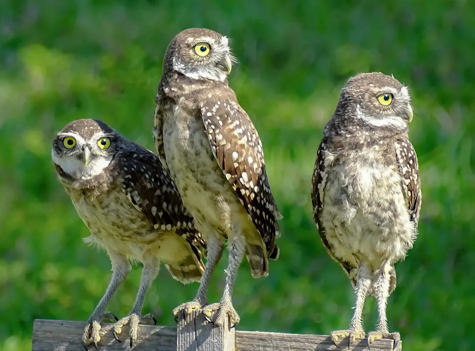 Linda Normoyle arrived on the scene just in time to capture these three burrowing owls willingly posing for a photo. Taken with a Sony DSC-HX400V.