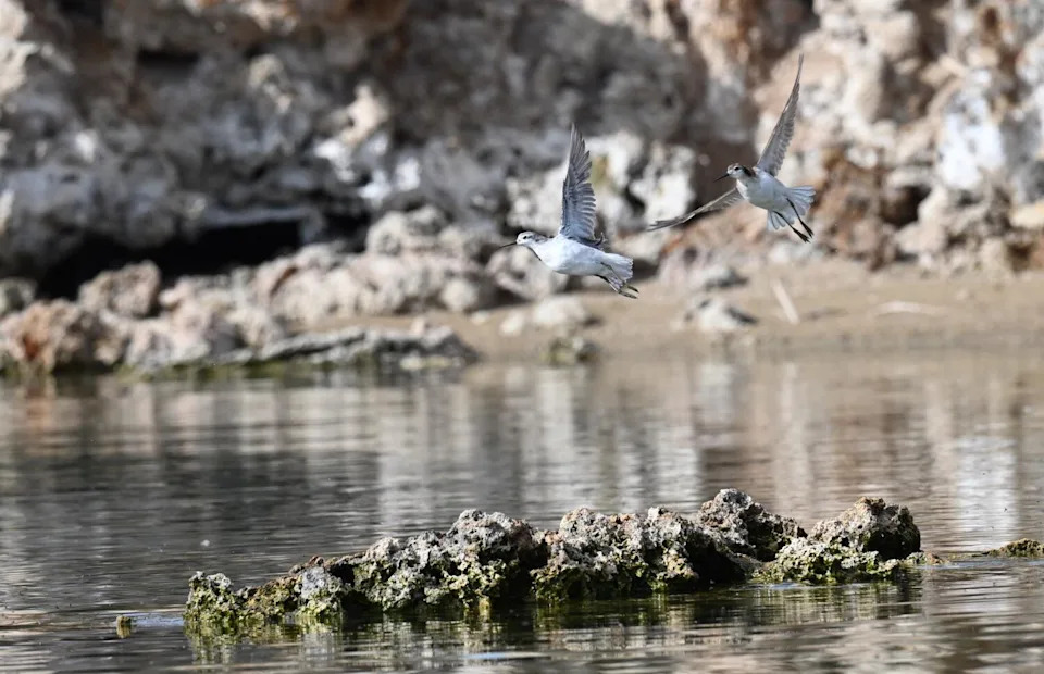 Two birds in flight over a rock formation on a lake