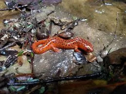 Cave Salamander found in Mammoth Cave National Park (National Park Service)