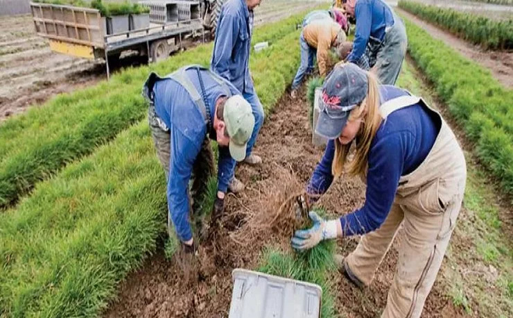 Buy Missouri native trees and shrubs from the State Forest Nursery
