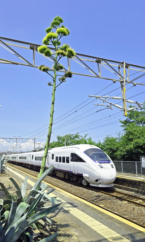 数十年に1度咲く?　リュウゼツラン、駅ホームで黄金色に輝く　福岡