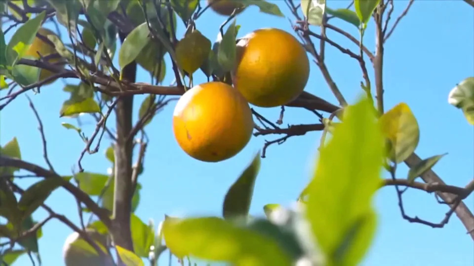 Florida citrus growers applaud new proposed rule that supports domestic juice production