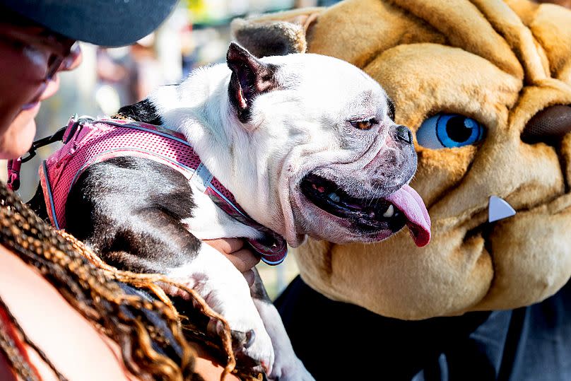 Truffles, un mini bulldog de 6 años