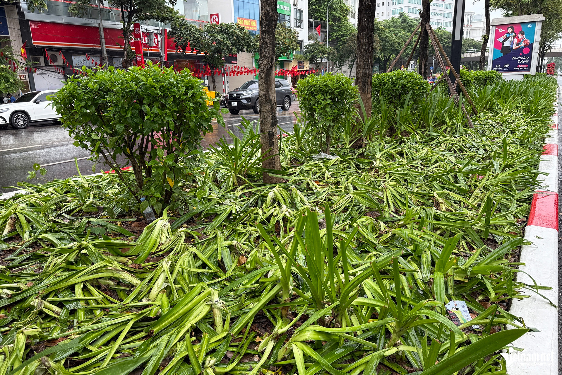Cảnh tượng khó tin sau buổi tổng hợp luyện, cây, hoa bị dân giẫm nát tơi tả