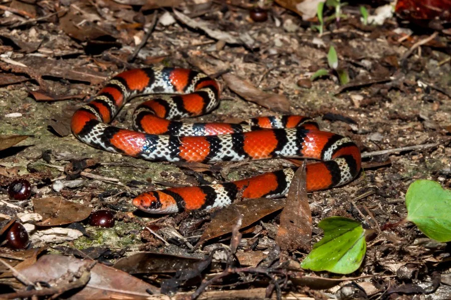 A close up of a Scarlet Snake coiled on the ground. (JasonOndreicka | Getty Images)
