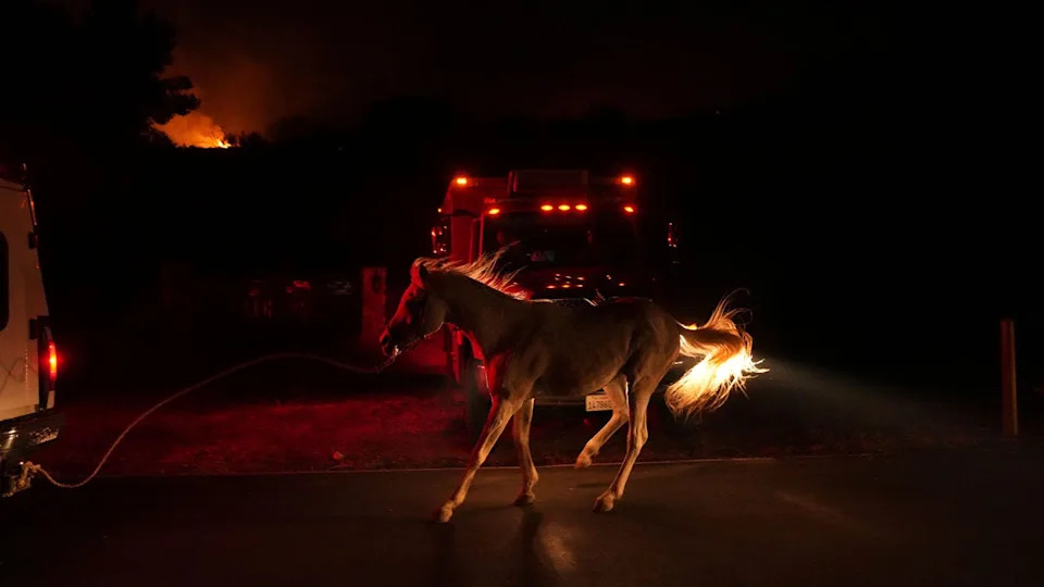 A horse runs in a street in the dark as a wildfire burns nearby