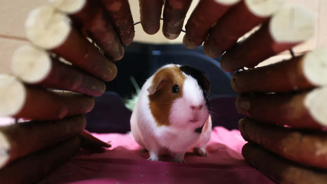 Zoo calls for small pet donations to feed its carnivores