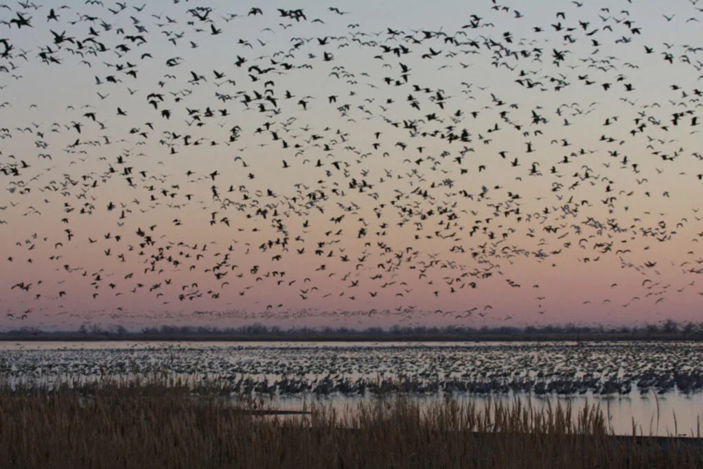 Federal officials won’t take action on Kansas wildlife refuge’s lost water