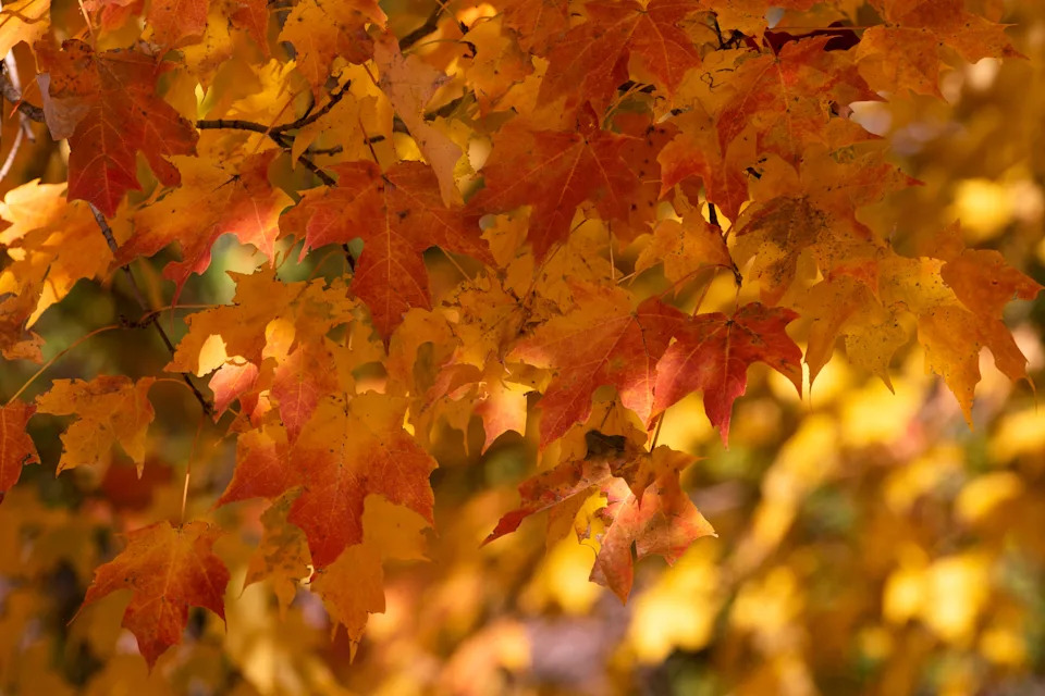 Those participating in Coshocton's self-driving fall foliage and farm tour in October will get to experience the autumn colors of the changing leaves.