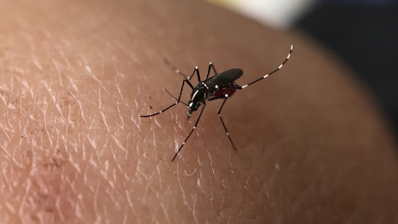 基孔肯雅熱｜「蚊都鍾意歎冷氣」　專家教你睡覺時關鍵一招避蚊叮