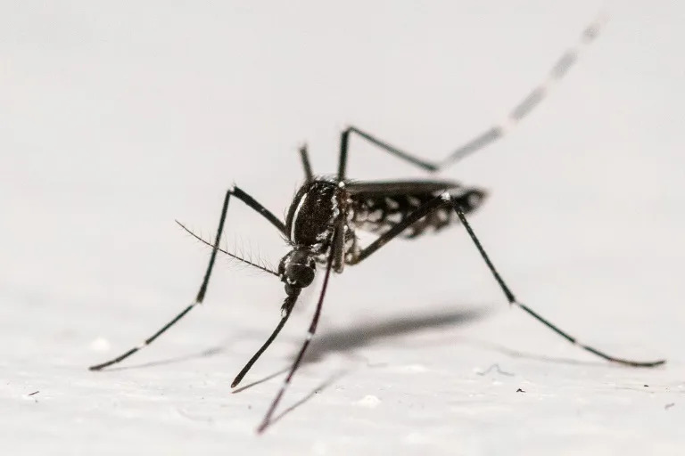 The ECDC recommended mosquito repellent, long sleeves and trousers, window screens and bed nets for protection (Martin LELIEVRE)