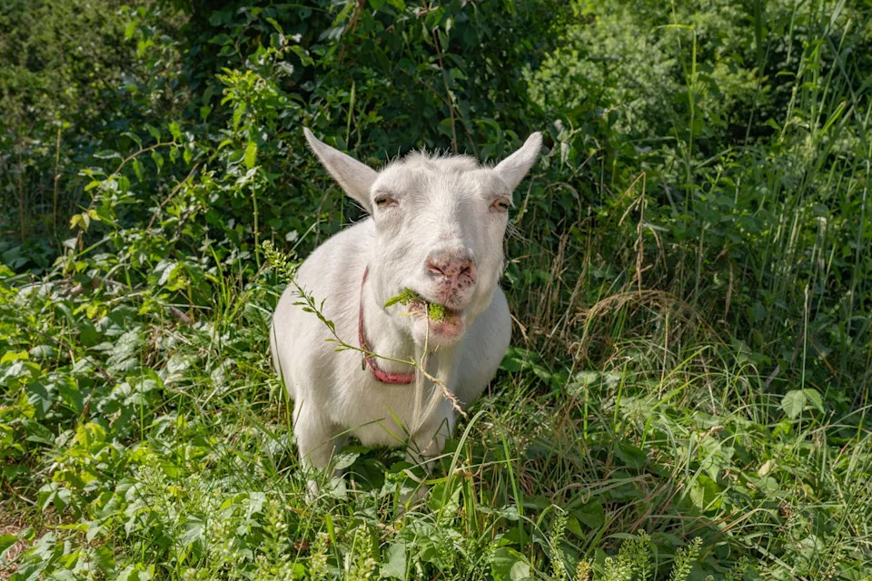 A white goat munches plants including poison ivy.