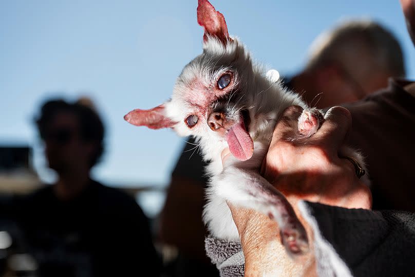 Nezumi, un chihuahua de 13 años