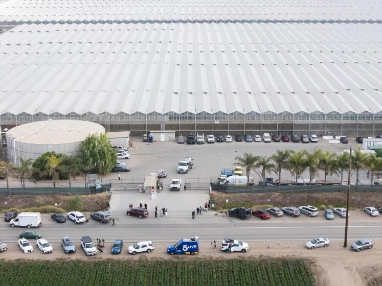 California cannabis firm raided by ICE unveils big labor changes to avoid a repeat
