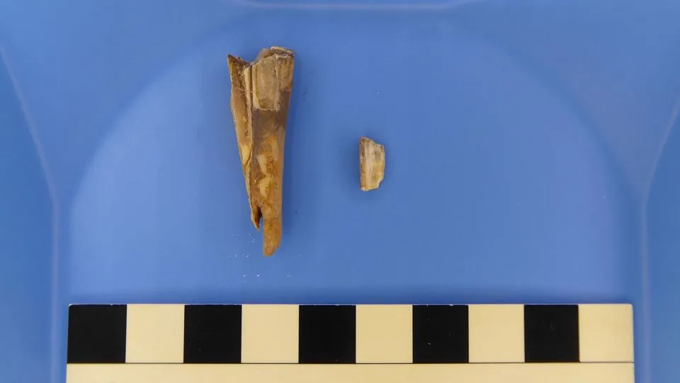 The Y. pestis genome was recovered from this 4,000 year old sheep tooth. - Courtesy Taylor Hermes