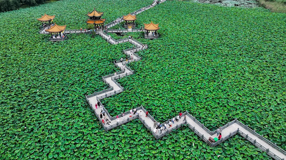An aerial view of a zig-zagging wooden walkway, going through a large patch of lotus plants.
