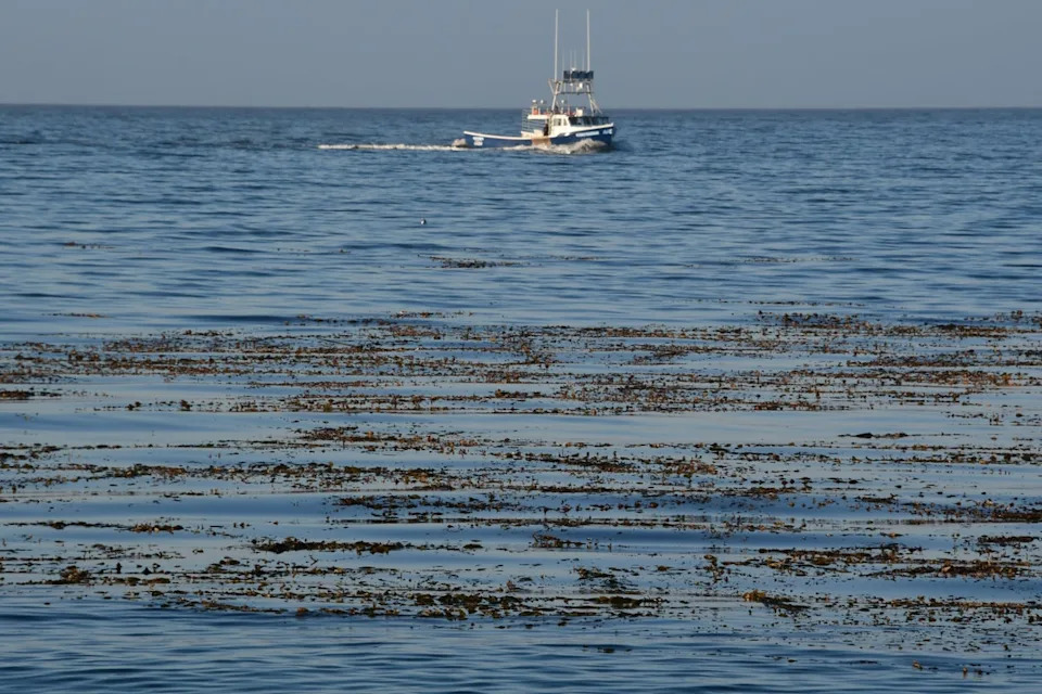 Plane crashed late Saturday evening near Point Pinos in Pacific Grove, California, after taking off from San Carlos about 30 minutes earlier, killing three passengers onboard, officials say (AFP via Getty Images)