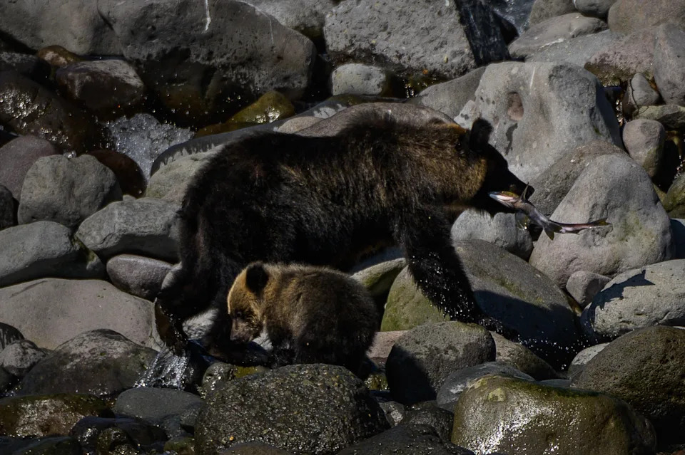 Hiker found dead after bear drags him from trail into forest