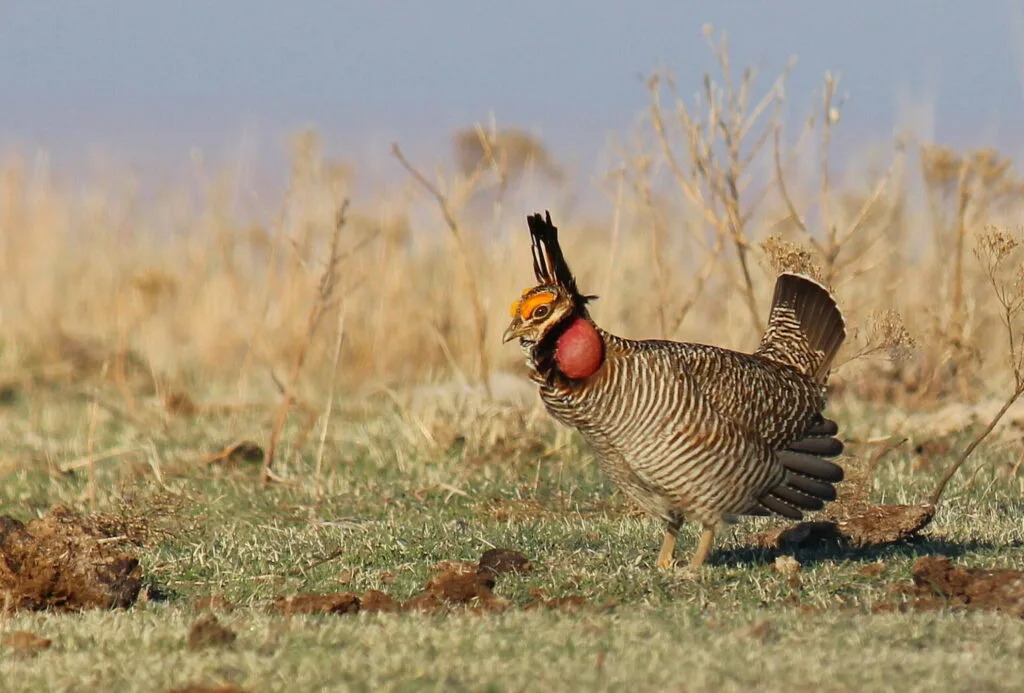 Kansas lesser prairie chicken loses endangered species act protections after Texas court order