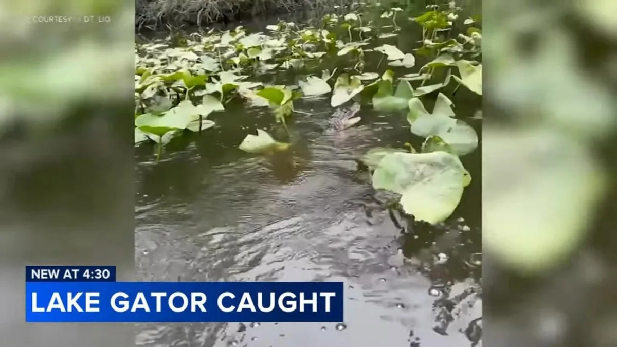 Watch: Angler hooks 4-foot alligator in Pennsylvania lake