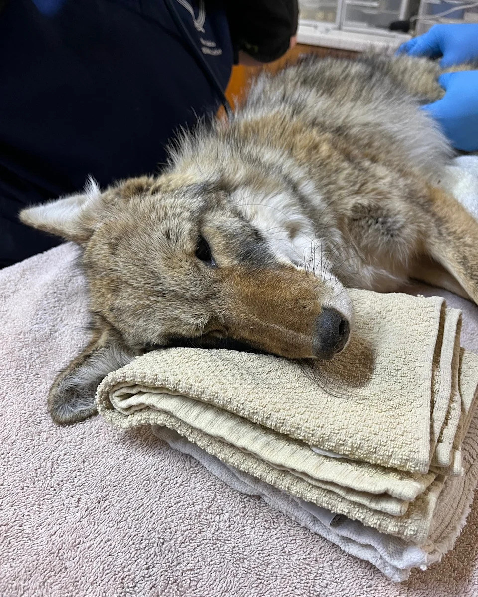 Injured coyote at New Mexico Wildlife Center | Courtesy: New Mexico Wildlife Center