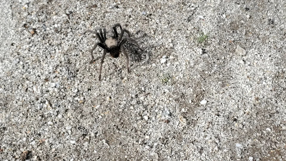 Una tarántula rubia del desierto en California en 2022. Los machos de la especie son mucho más visibles durante el otoño, cuando comienzan a deambular en busca de pareja.