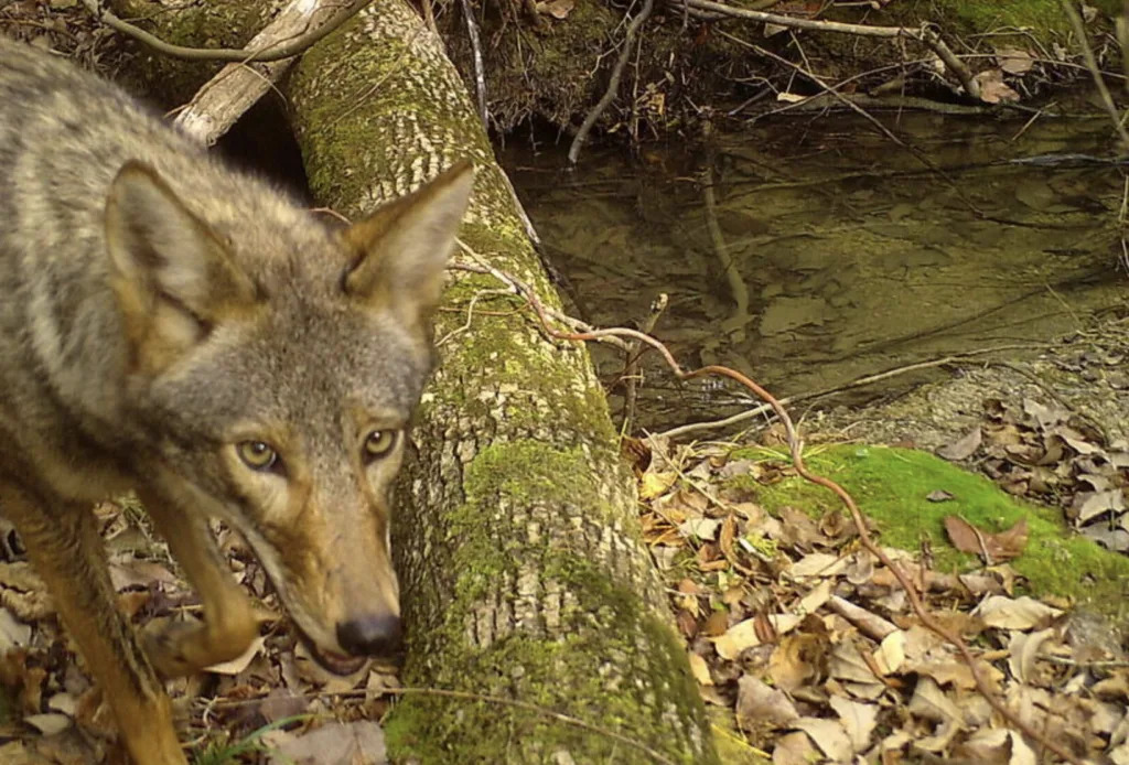 Injured coyote care could go over a cliff in Louisiana