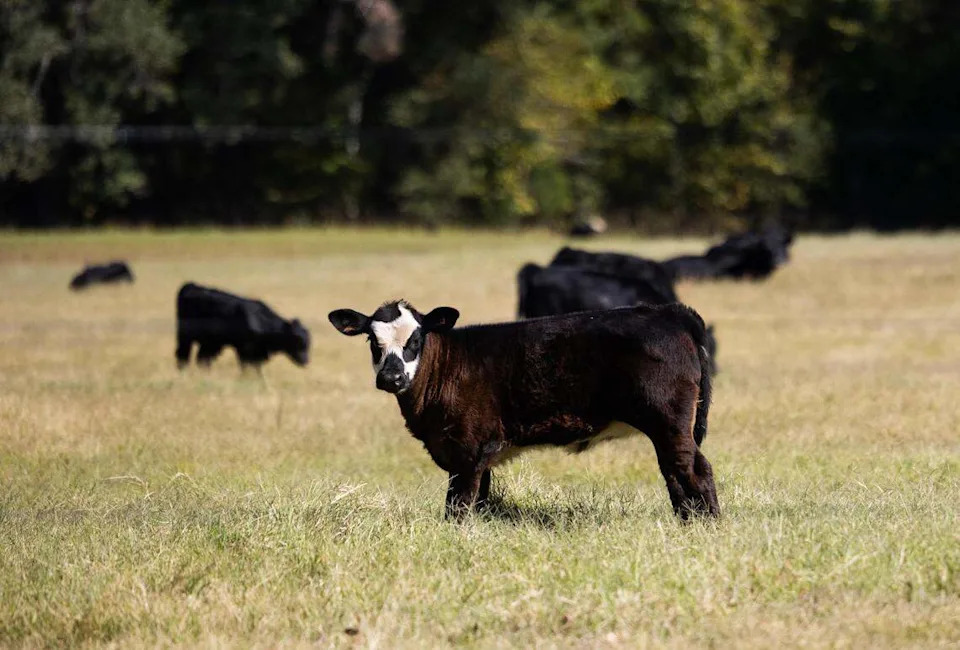 Texas ranchlands to be flooded by Marvin Nichols Reservoir spared a few more years