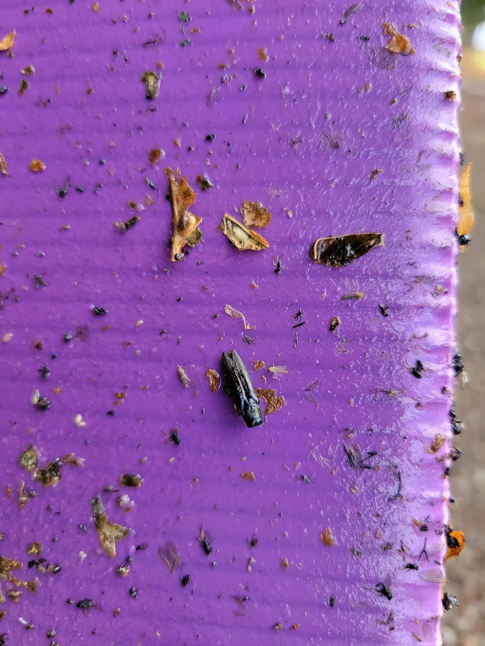 Volunteers needed to collect Oregon ash seeds to help find resistance to emerald ash borer