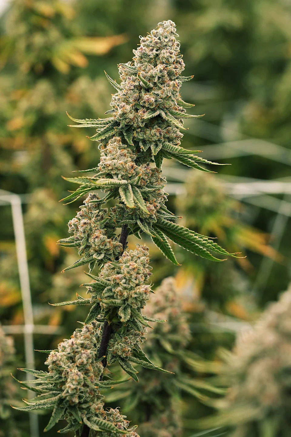 Can you buy pre-rolls in Ohio? What to know about marijuana product hitting shelves